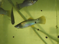 Poecilia mexicana