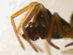 Erigonella hiemalis