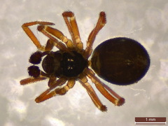 Erigonella hiemalis