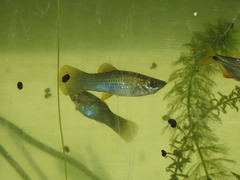 Poecilia mexicana