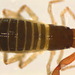 Neobisiidae - Photo (c) Donald Hobern, algunos derechos reservados (CC BY)