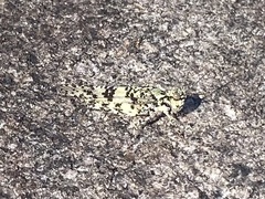 Trimerotropis saxatilis