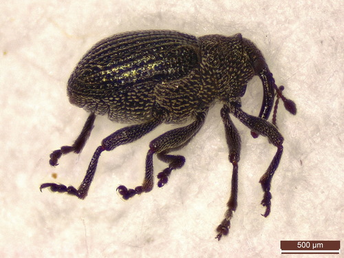 Cabbage Leaf Weevil