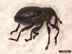 Ceutorhynchus contractus