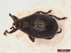 Ceutorhynchus contractus