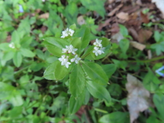 Galium echinocarpum