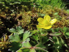 Ranunculus taisanensis