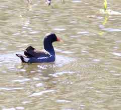 Gallinula galeata cachinnans