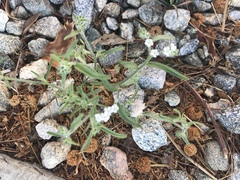 Johnstonella angustifolia