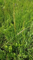 Hordeum brevisubulatum