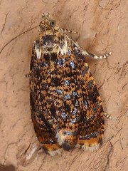 Olethreutes albiciliana