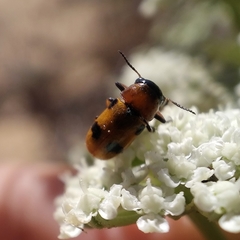 Coptocephala scopolina