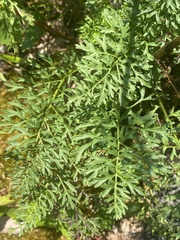 Packera millefolium
