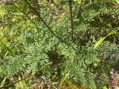 Packera millefolium