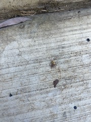 Opisthoncus alborufescens