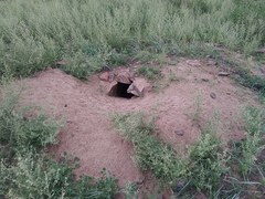 Marmota sibirica