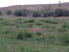 Marmota sibirica