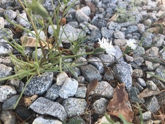 Chaenactis fremontii