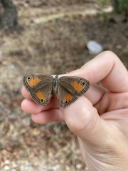 Cissia rubricata cheneyorum