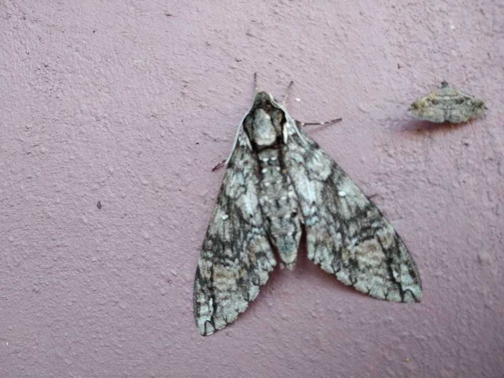 Manduca aztecus