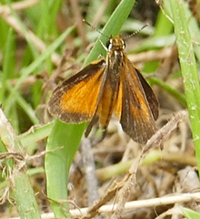 Ancyloxypha numitor
