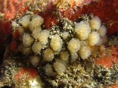 Holozoidae