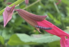 Pyrausta inornatalis