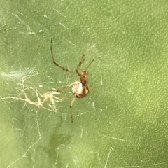 Latrodectus geometricus