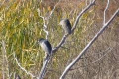 Nycticorax nycticorax