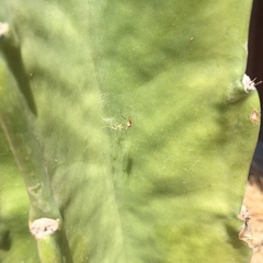 Latrodectus geometricus