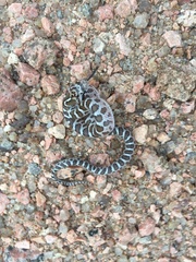 Arizona elegans