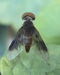 Chrysopilus quadratus