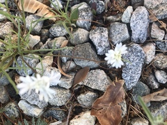 Chaenactis fremontii