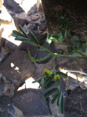 Hippocrepis unisiliquosa