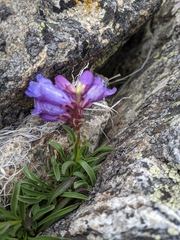 Penstemon hallii