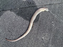 Gymnothorax saxicola