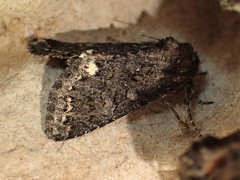 Melanchra pulverulenta