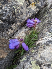 Penstemon hallii
