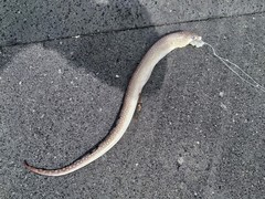 Gymnothorax saxicola