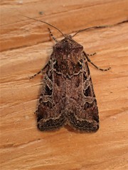 Euxoa divergens