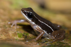 Silverstoneia flotator