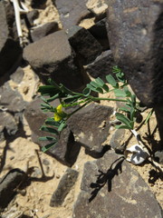 Hippocrepis unisiliquosa