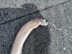 Gymnothorax saxicola