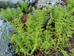 Athyrium distentifolium