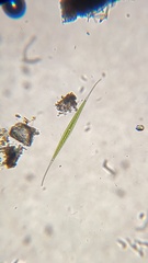 Closterium rostratum