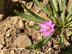 Lewisia pygmaea