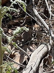 Aspidoscelis exsanguis