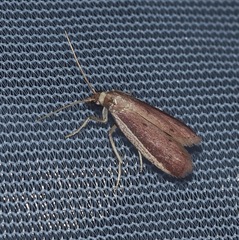 Peoria roseotinctella