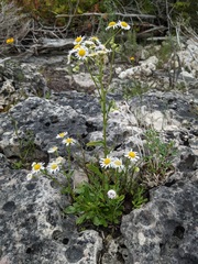 Erigeron philadelphicus provancheri
