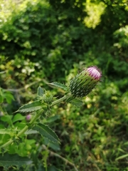 Cirsium mexicanum